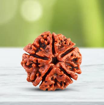 SIM-5 mukhi Nepali Rudraksh